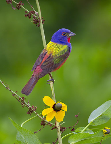 Photograph of a bunting bird by Jim E. Johnson