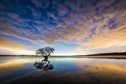 “Gnarled Old Cypress Tree at Night (Lake Norris)” Photography by Stefan Mazzola