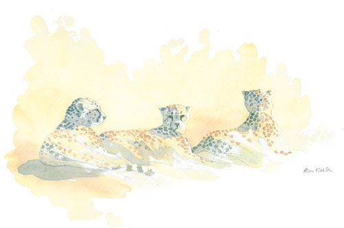 Sketch of a trio of cheetahs by Alison Nicholls