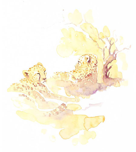 2 cheetahs rest under a small bush during the day, watercolor created from life by Alison Nicholls