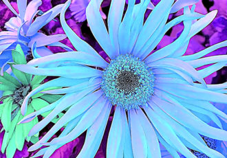 Close up digital image of a blue flower by Cindy Greenstein