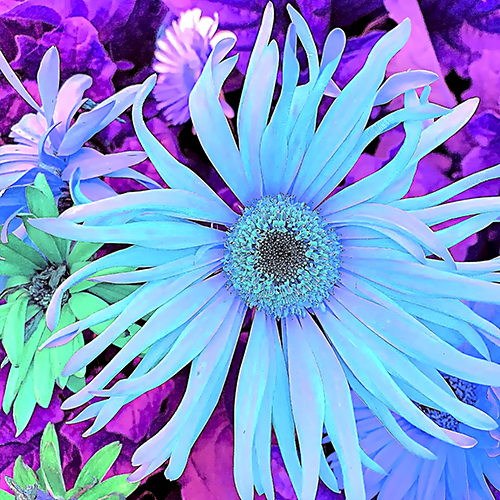 Close up digital image of a blue flower by Cindy Greenstein