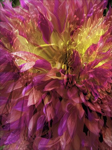 Abstract digital photography image of flowers by Cindy Greenstein