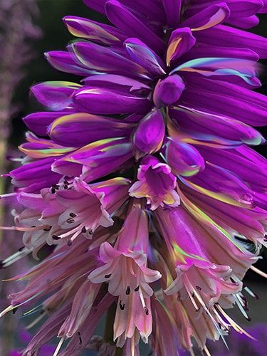 Close up digital photography of a purple flower by Cindy Greenstein