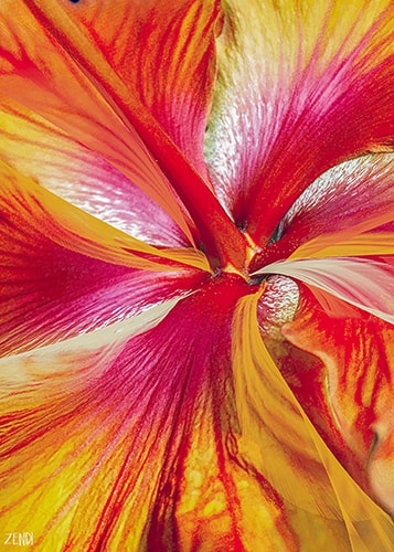 Abstract digital photography of an orange flower by Cindy Greenstein