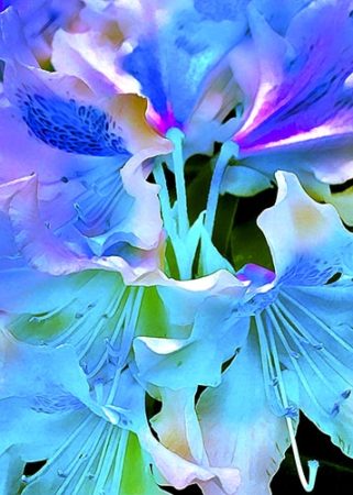 Big, Colorful Digital Images of Flowers by Cindy Greenstein I Artsy Shark