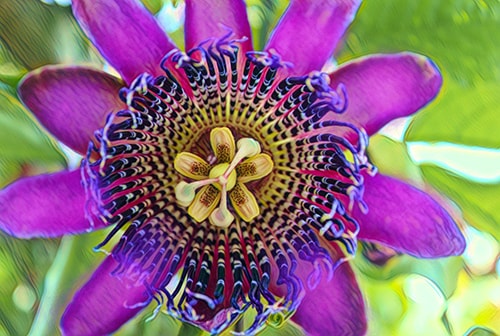 Digital photography of a purple flower by Cindy Greenstein