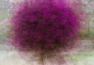 Digital photograph of purple bougainville by Hilda Champion