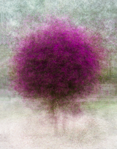 Digital photograph of purple bougainville by Hilda Champion