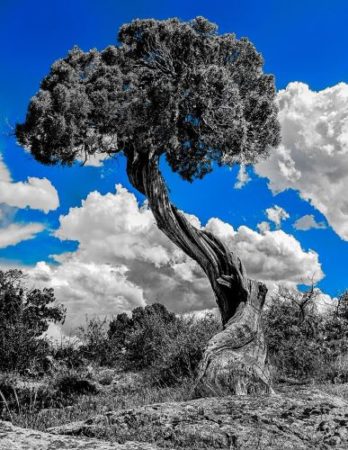 Dramatic Black White Photography With Selective Color By Dave Maes I dramatic-black-white-photography-with-selective-color-by-dave-maes-i