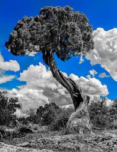 Black & white photograph with color of a bristlecone pine tree by Dave Maes