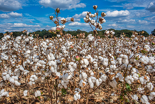 Digital photograph of a cotton field by Luis Almeida
