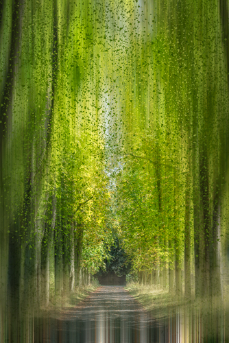 Digital photograph of a path in a forest by Hilda Champion