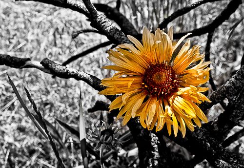 Black & white photograph with color of a Gold Mt. Flower by Dave Maes