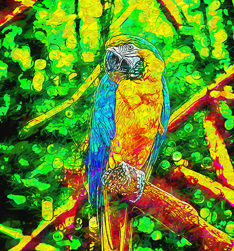 Digital photograph of a Macaw by Luis Almeida