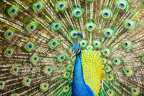 Digital Photograph of a peacock by Luis Almeida