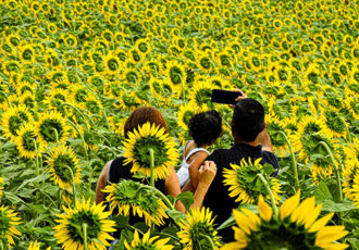 Digital photograph of people in a sunflower field by Luis Almeida