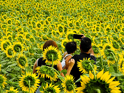 Digital photograph of people in a sunflower field by Luis Almeida