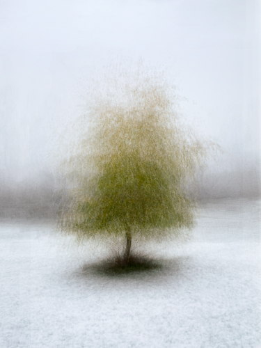 Image “Tree in Winter”, Digital Photography, 39” x 52” (suggested)