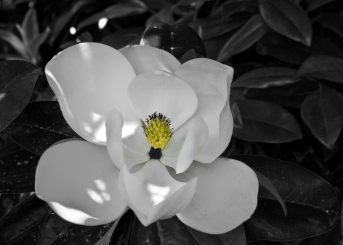 Black & white photograph with color of a white magnolia in New Orleans by Dave Maes