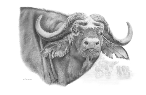 Pencil portrait of an African buffalo by John Rainbird