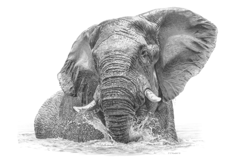 Pencil portrait of an African elephan bull by John Rainbird