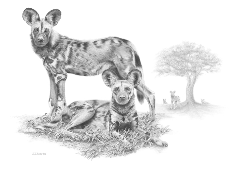 pencil portrait of African hunting dogs by John Rainbird