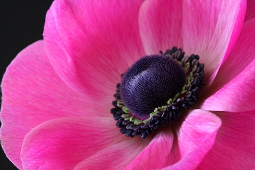 Photograph of a pink anemone by Julie Powell