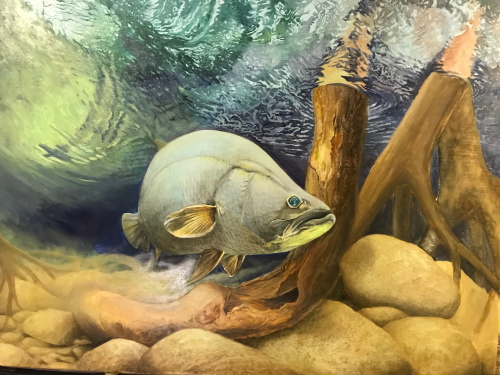 oil in progress of a Barramundi by John Rainbird