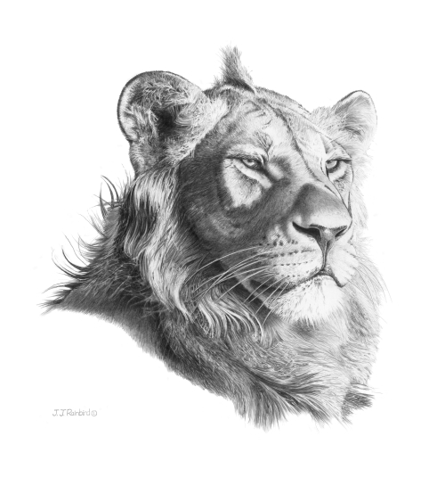Pencil drawing of a young male lion by John Rainbird