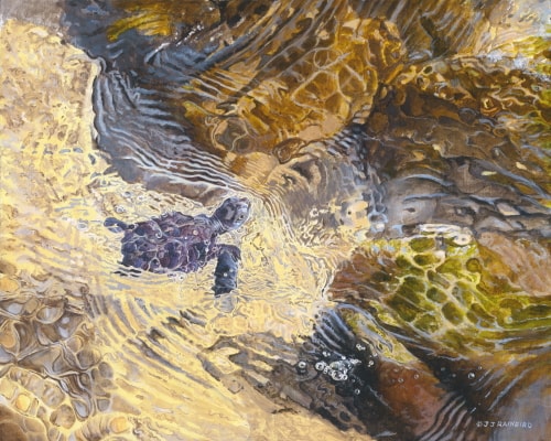 Painting of a green turtle swimming by John Rainbird