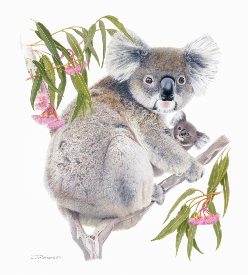 Colored pencil portrait of a Koala with her baby by John Rainbird