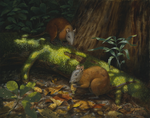 oil painting of two Muskyrat Kangaroos by John Rainbird
