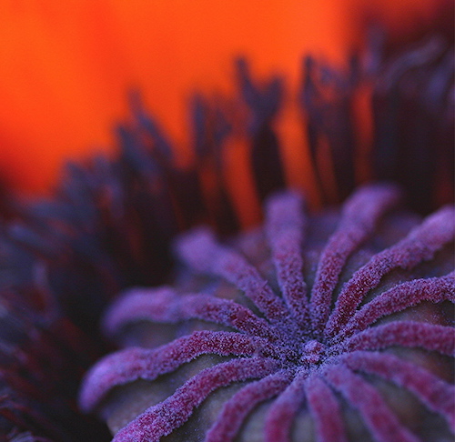 Flower Photograph of the inside of a poppy by Julie Powell