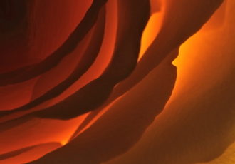 Close up photograph of the inside of a rose by Julie Powell