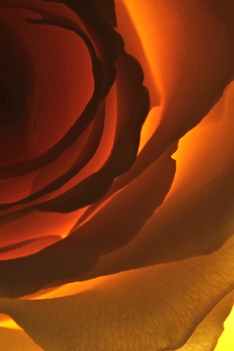 Close up photograph of the inside of a rose by Julie Powell