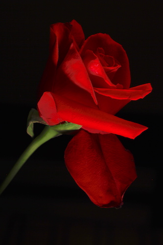 Photography of a red rose by Julie Powell