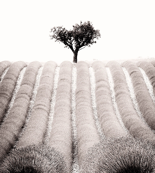 Photograph of a lone tree in a field