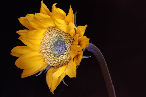 Photograph of a sunflower by Julie Powell