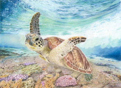Color pencil portrait of a swimming sea turtle by John Rainbird