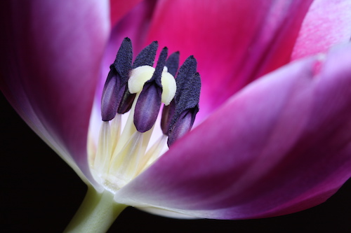 Photograph close up of a pink tulip by Julie Powell