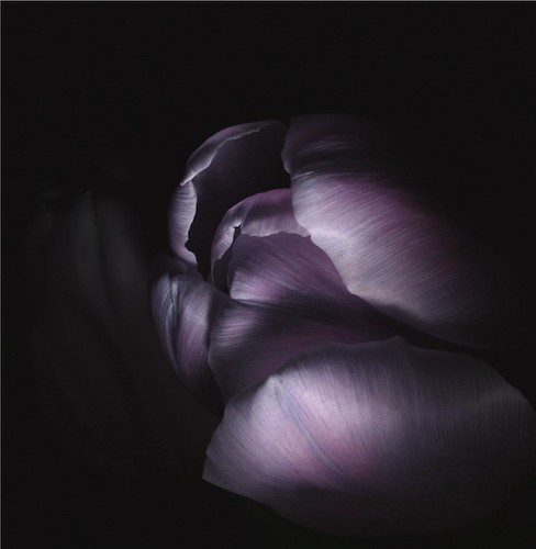 Photography close up of a purple tulip by Julie Powell