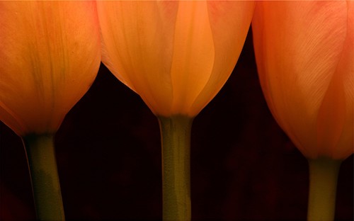 Photography close up of 3 yellow tulips by Julie Powell