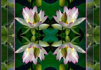 photograph of lotuses by Dick and Rosanne
