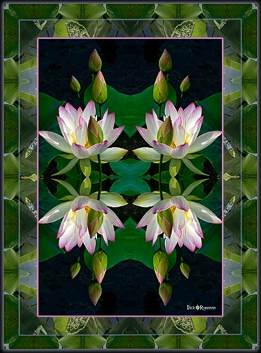 photograph of lotuses by Dick and Rosanne