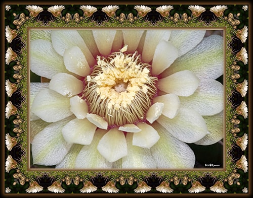photograph of a cactus flower by Dick and Rosanne