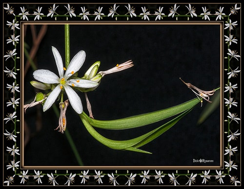 photograph of a spider plant flower by Dick and Rosanne