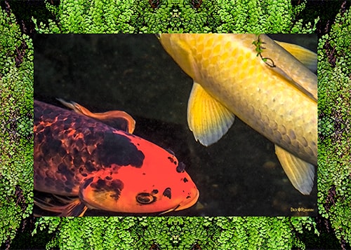 photograph of two carp in a pond by Dick and Rosanne