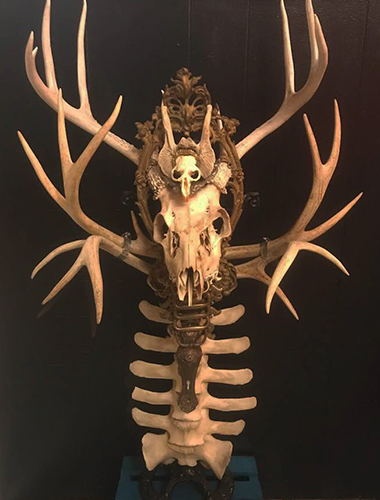skull assemblage with antlers by Sue Moerder