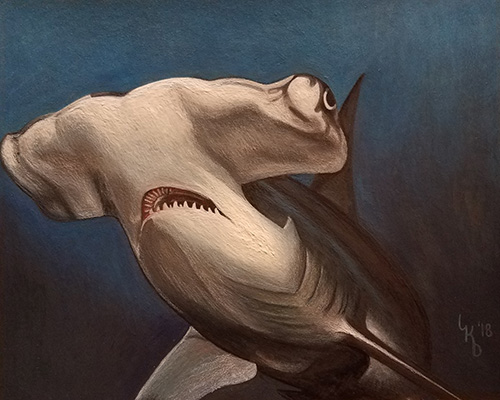 gouach and colored pencil drawing of a hammerhead shark by Lindsey Darter
